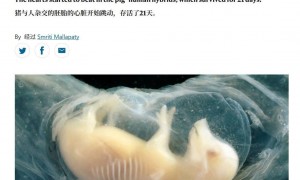 中国科学家首次在猪胚胎中培育出含人类细胞的心脏